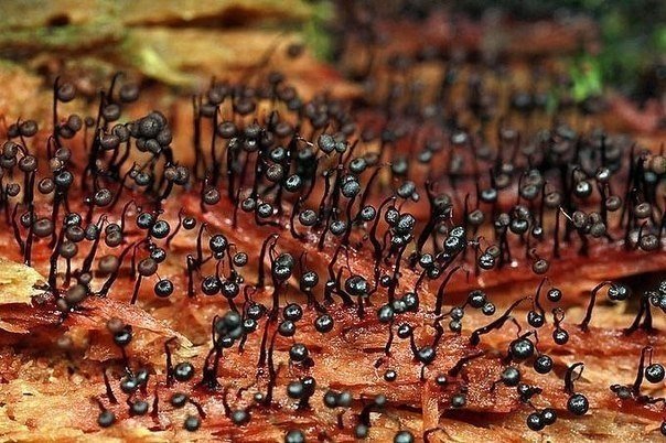 Удивительный мир плесени в макрофотографиях - 9