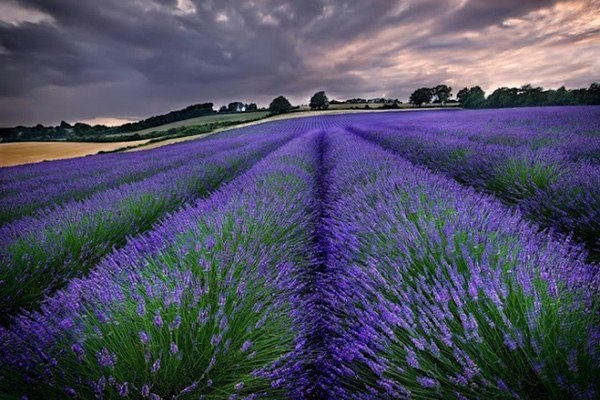 Лавандовые поля Прованса - 8