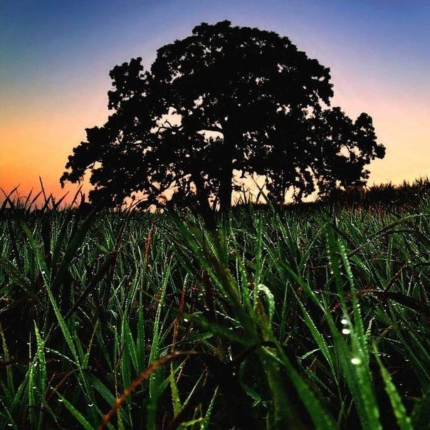 Серия снимков из жизни старого дуба от фотографа Марка Хирша - 6