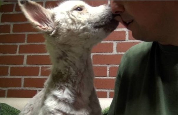 В любви и заботе вернулся к жизни