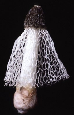 Редкие грибы 