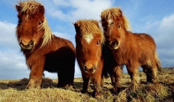 Шотландские пони