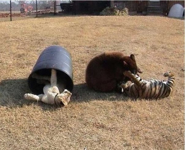 Просто тигр, лев и медведь выросли вместе