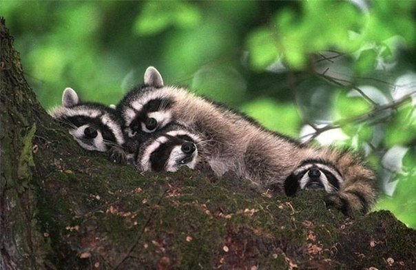 Ты - моя подушка!. Животные, как и люди, любят хорошо отдохнуть и поспать. Они часто используют "ближнего своего" в качестве подушки - 8