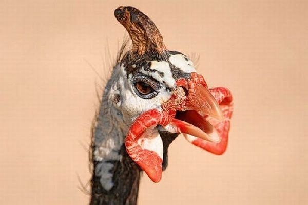 Уродливые представители фауны - 5