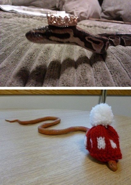 Ничего удивительного, просто змеи в шляпах - 5