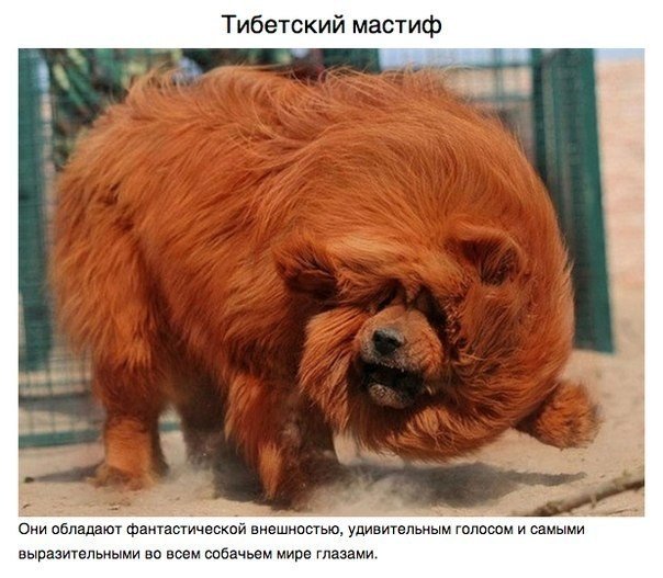 Животные, о которых вам не рассказывали.. В морских глубинах, лесах Мадагаскара и африканских саваннах обитают животные весьма экзотической внешности. Над созданием этих зверюшек потрудился мастер, которому не нужен фотошоп, — сама природа - 5