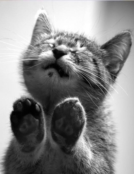 10 животных, которые знают, как надо правильно просить печеньки - 7