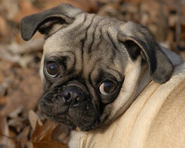 10 животных, которые знают, как надо правильно просить печеньки - 6