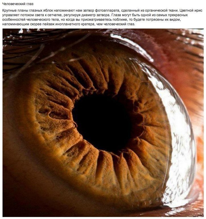 Удивительные микроскопические фотографии. Еще около столетия тому назад фотографическая технология была ограничена, а фотографии представляли собой плохую копию наших собственных чувств. Сегодня у нас есть технология, которая позволяет фотографировать нам - 8