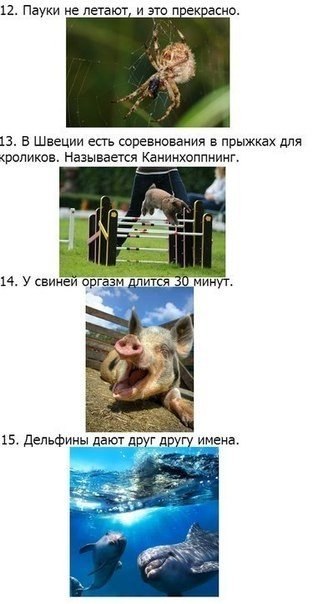 32 факта о животных, которые поднимут вам настроение