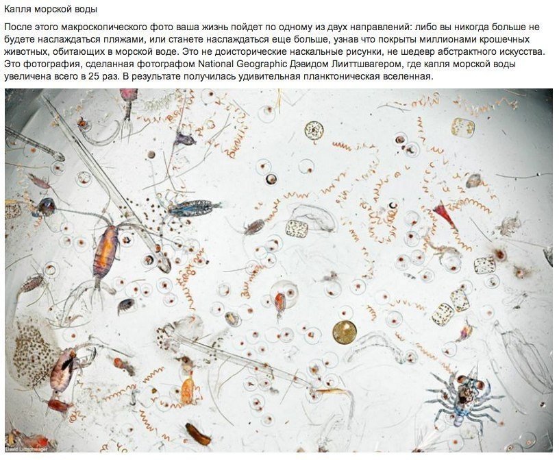 Удивительные микроскопические фотографии. Еще около столетия тому назад фотографическая технология была ограничена, а фотографии представляли собой плохую копию наших собственных чувств. Сегодня у нас есть технология, которая позволяет фотографировать нам - 6