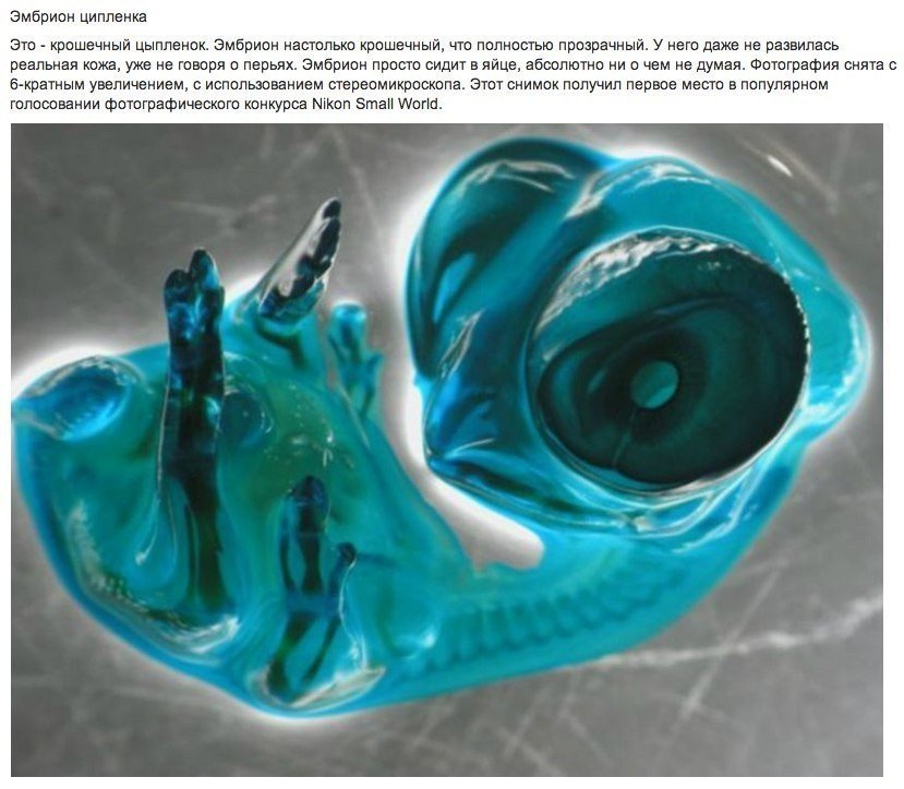 Удивительные микроскопические фотографии. Еще около столетия тому назад фотографическая технология была ограничена, а фотографии представляли собой плохую копию наших собственных чувств. Сегодня у нас есть технология, которая позволяет фотографировать нам