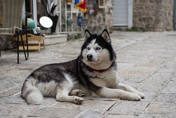 Европейская романтика: фотопрогулка по Будве - 7