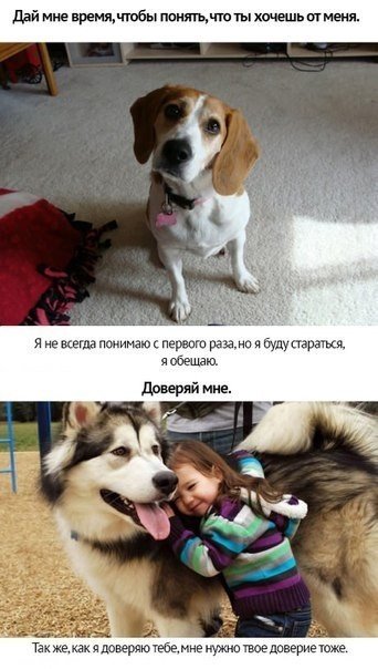 Любите своих животных