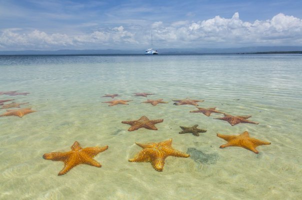 Stars beach. Bocas del Drago. Panama