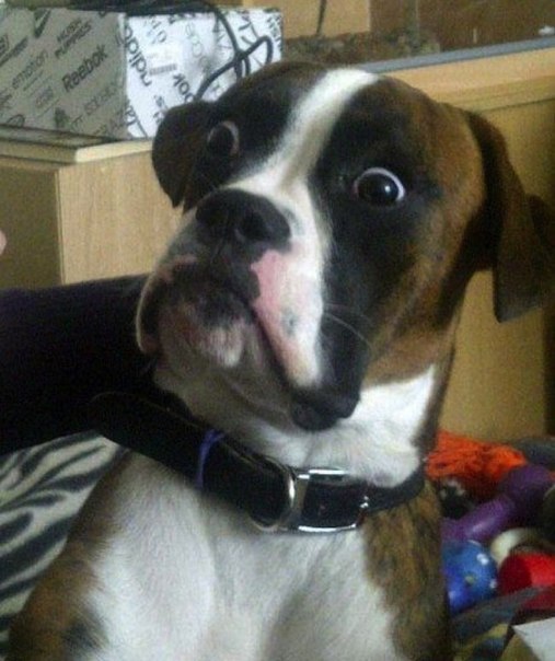 10 тварин, яких теж чертовски дивує цей світ