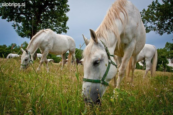 Словения - 7