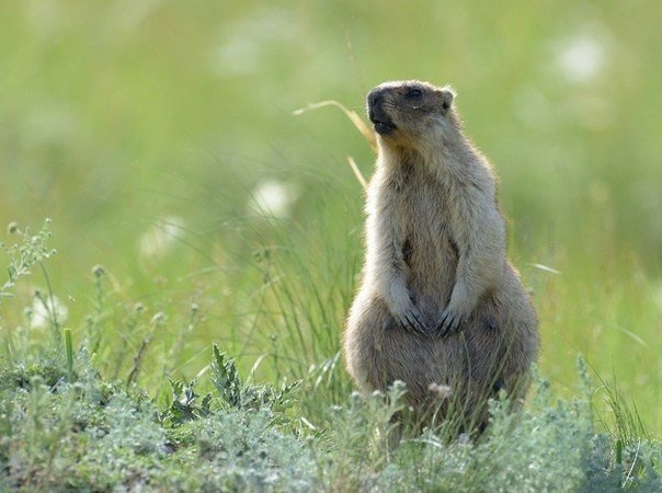 Animal world of Kamchatka in the photographs of Igor Shpilenok - 8