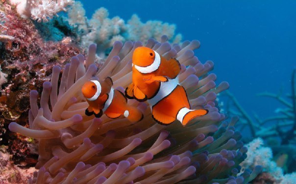 The magical world of coral reefs - 5