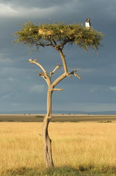 Kenya is the heart of Black Africa - 5