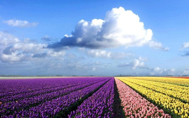 Multicolored fields, Netherlands - 6