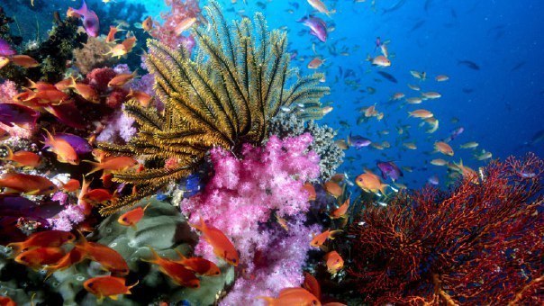 The magical world of coral reefs - 8