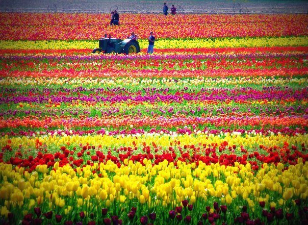 Multicolored fields, Netherlands - 5