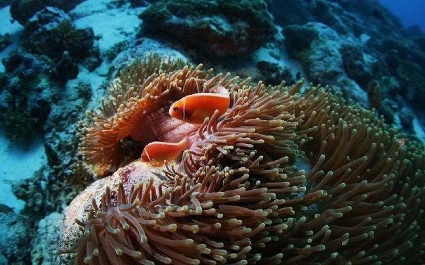 The magical world of coral reefs - 7