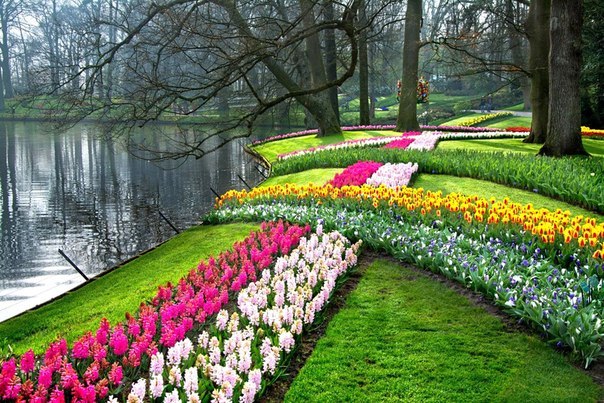 Кёкенхоф, Нидерланды