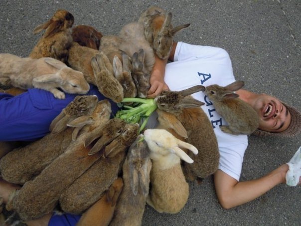 Okunoshima is a rabbit island in Japan - 1