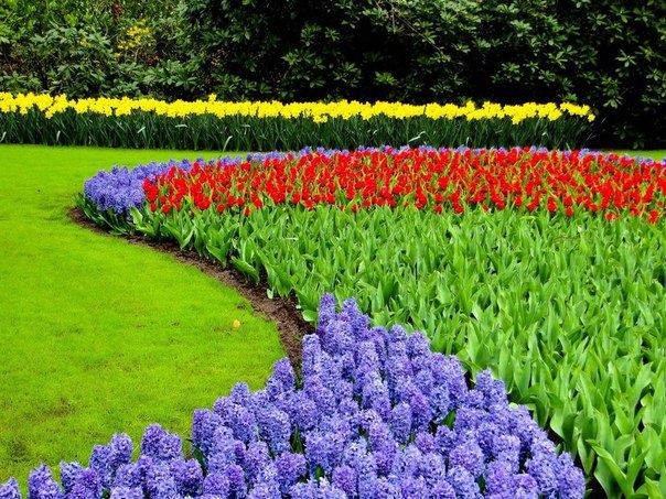 Парк Кекенхоф, Нидерланды - 6