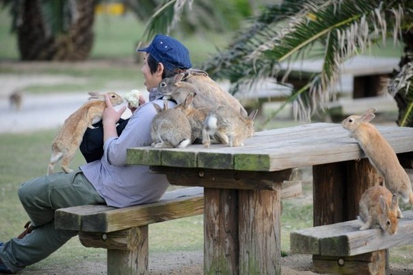 Okunoshima is a rabbit island in Japan - 5