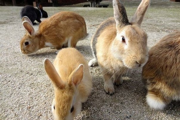 Okunoshima is a rabbit island in Japan - 4