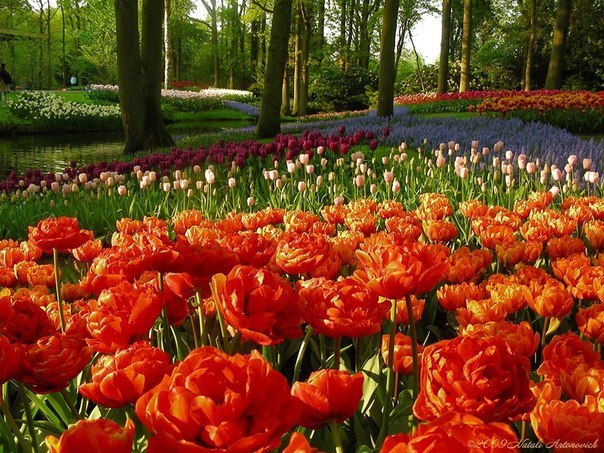 Парк Кекенхоф, Нидерланды - 7