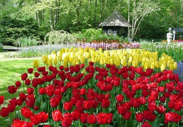 Парк Кекенхоф, Нидерланды - 5