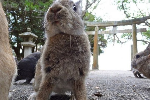 Okunoshima is a rabbit island in Japan - 3