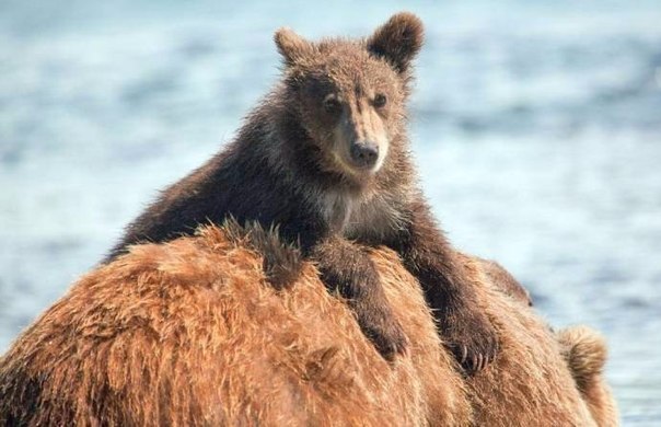 Teddy bear with her mother on the Kuril lake
