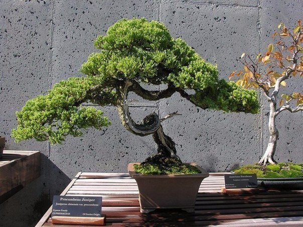 Bonsai - the art of growing an exact replica of a real tree in miniature
