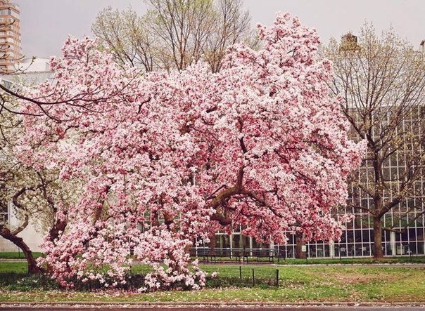 Весна на вулицях Нью-Йорка, США