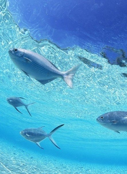 Мальдіви - 5