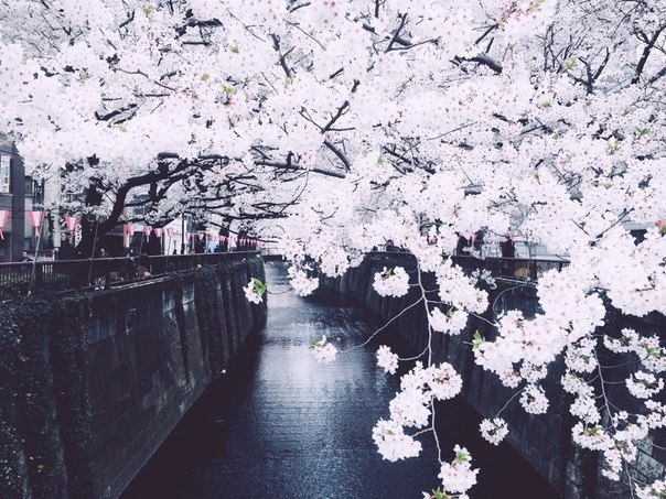 Sakura flowering in Japan