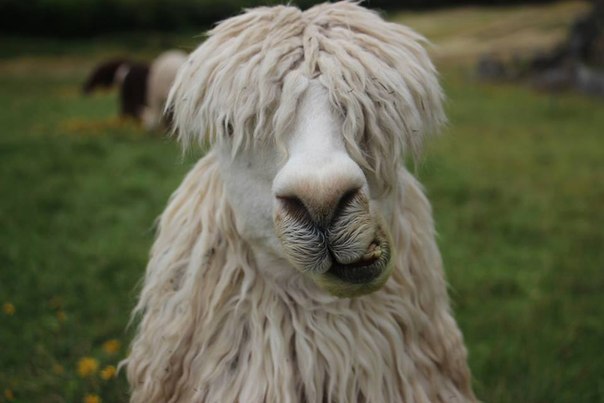 Восхождение на Мачу Пикчу - 5