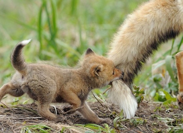 Мамы со своими малышами