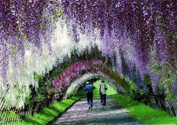 Kawachi Fuji Garden, Япония