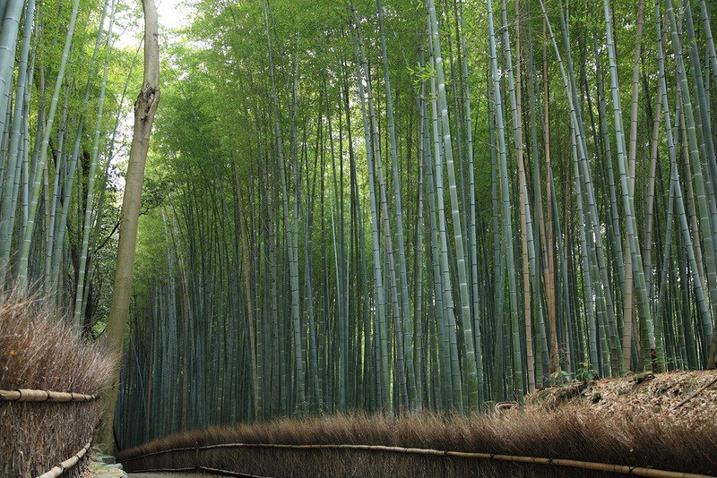 Бамбуковий гай Сага, Кіото, Японія