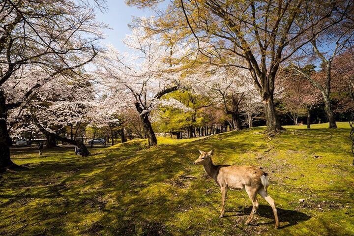 В Японии есть город под названием Нара, в котором прямо по улицам ходят олени