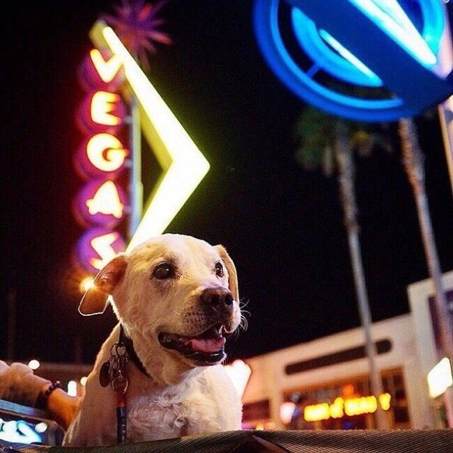 Парень отправился в путешествие со своей собакой, зная, что это их последнее приключение. Знакомьтесь, это По, 15-летний лабрадор, у которого недавно была диагностирована неизлечимая болезнь. Его владелец, Нил Родригес, решил, что хочет, чтобы последние э - 5