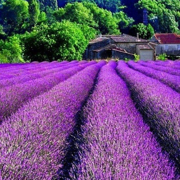 Прованс, Франция - 5