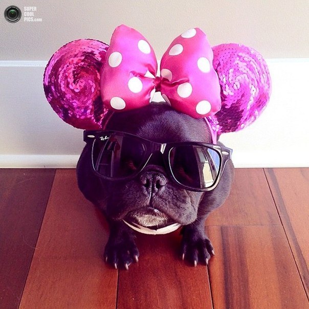 Trotter, Hipster Bulldog - 5